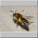 Colletes daviesanus - Seidenbiene w001f 9mm beim Nestanflug - OS-Insektenhotel det.jpg